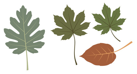 Obraz premium Various tree leaves autumn fall nature botanical collection elements organic seasonal growth plant