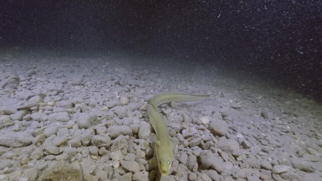 Underwater footage of a European eel (Anguilla anguilla) hunting and devouring a perch, showcasing the raw predator-prey interaction in a natural aquatic habitat.