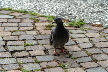 Gołąb © wedrownik52