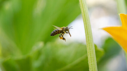 Bee in flight on a grassy green background, covered with pollen on its body, near a blooming pumpkin flower