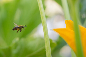 Bee in flight on a grassy green background, covered with pollen on its body, near a blooming pumpkin flower