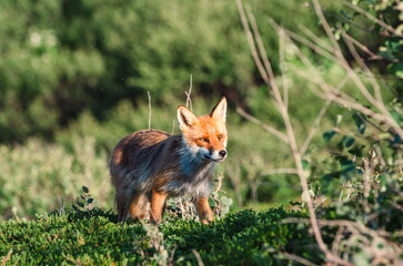 One fox is a wild animal that hunts in the tundra in northern Russia