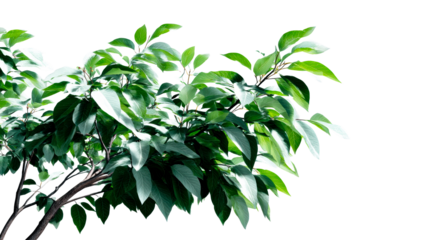 Abundant green foliage on branches against a light background, cut out transparent