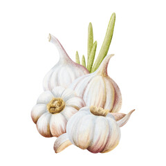 Garlic with leaves and cloves vertical watercolor illustration isolated on white with dry and raw bulbs and plant stem. Hand drawn botanical vegetable clip art for folk medicine food designs