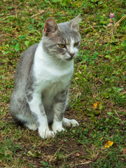 A Grey and White Cat Sitting Outdoors