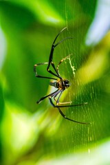 Beautiful macro insect photography with sharp focus