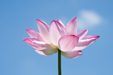 日本の蓮は美しい。見ごろは７月から８月だ。