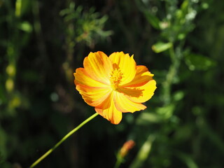 Orange california poppy in meadow