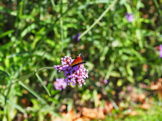 Peacock butterfly on purple verbena flowers
