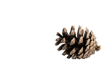 Weathered dark brown pine cone with gnarled, open scales and intricate organic textures, lying horizontally on white studio backdrop with copy space, natural resilience concept