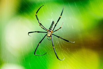 Beautiful macro insect photography with sharp focus
