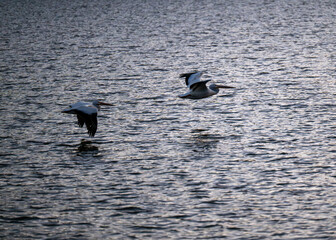 Sandhill crane in flight over water in Colorado