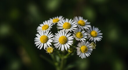 Cluster of white flowers with yellow centers