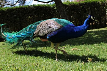 Colorful peacock walking on grass in a garden setting