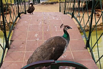 Female peacock and ducks on a bridge in a park setting