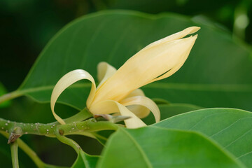 White Champaka Flowers and Green Leaves With Sunlight.