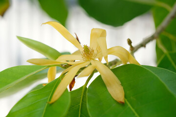 White Champaka Flowers and Green Leaves With Sunlight.