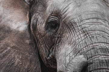 African elephant portrait. Closeup detail of the face, ear and trunk, in matte filtered style. Kruger National park, South Africa.