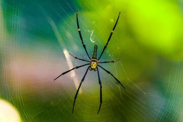 Beautiful macro insect photography with sharp focus