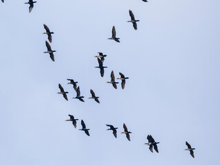 migratory birds flying in the sky