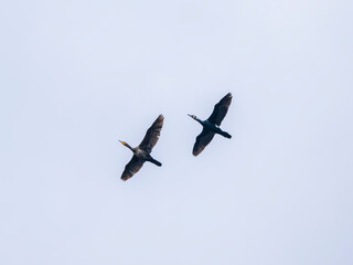 migratory birds flying in the sky