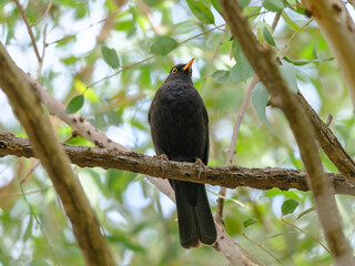 blackbird on tree in forest