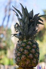 pineapple on vendor stall