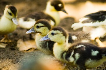 Beautiful macro insect photography with sharp focus