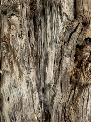 trunk texture of an old tree