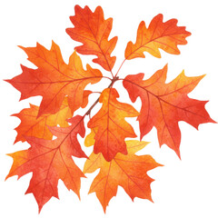 Obraz premium Watercolor Autumn Oak Leaves Branch with Vibrant Orange and Red Foliage Isolated on White