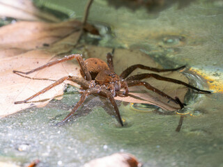 dangerous spider on lake surface