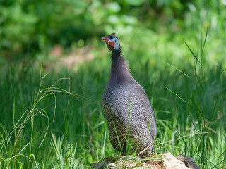 solitary turkey in forest