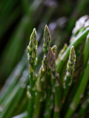 green asparagus on market stall