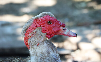 Le canard t&ecirc;te rouge