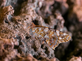 beautiful butterfly on rock