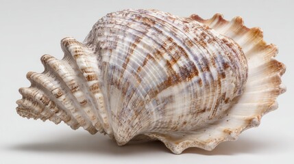 Obraz premium Detailed seashell