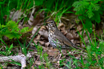 Song thrush // Singdrossel (Turdus philomelos) 
