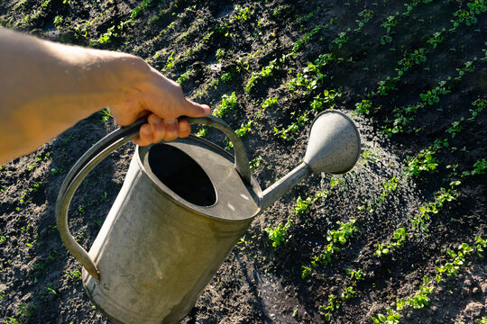 Hand watering young green plants in a garden with a metal watering can on a sunny day. Gardening, agriculture, and plant care concept.