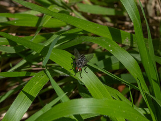 close-up of fly resting on leaf