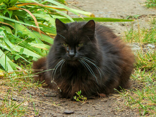Portrait of a Fluffy Black Cat.