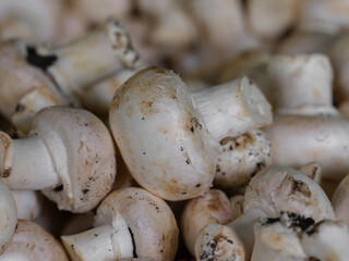organic mushrooms on market stall