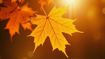 Obraz premium Golden autumn maple leaf close up glowing in warm sunlight, detailed texture with orange and yellow tones, seasonal fall foliage background, natural forest scene, cinematic bokeh, nature photography