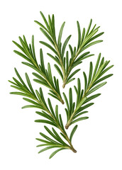 Fototapeta premium Fresh rosemary sprigs with green needles