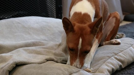 Basenji dog chewing on a natural dried rabbit ear treat, healthy pet nutrition, natural chew that supports dental health and satisfies chewing instincts.
