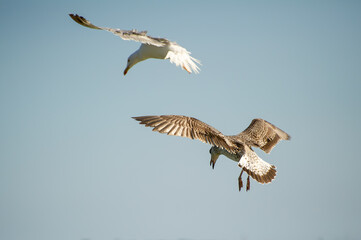 Two seagulls glide through a clear blue sky, one in graceful descent and the other soaring above in perfect harmony.