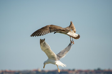 A dramatic mid-air clash between two gulls unfolds against a clear blue sky above a coastal town.
