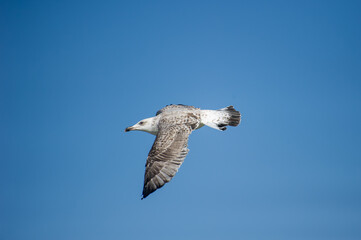 A juvenile seagull glides through a clear blue sky with wings fully extended in a graceful mid-flight pose.