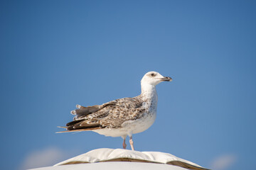 A juvenile seagull stands atop a white curved surface beneath a clear blue sky, its beak slightly open in a serene moment.