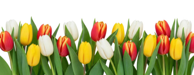 Row of Red Yellow and White Tulip Flowers cutout isolated on transparent bg, png