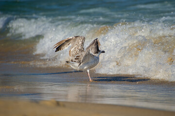A juvenile seagull balances on one leg with wings spread as waves crash onto the sandy shore behind it.